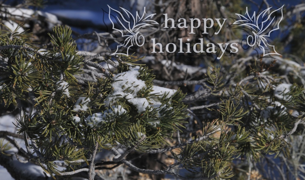 happy-holidays-snowy-pine-branch